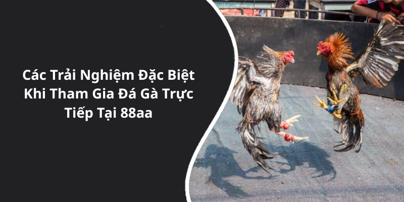 Các Trải Nghiệm Đặc Biệt Khi Tham Gia Đá Gà Trực Tiếp Tại 88aa