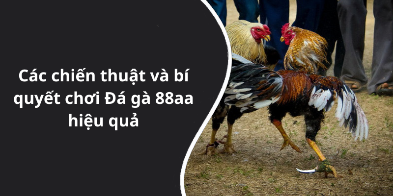 Các chiến thuật và bí quyết chơi Đá gà 88aa hiệu quả