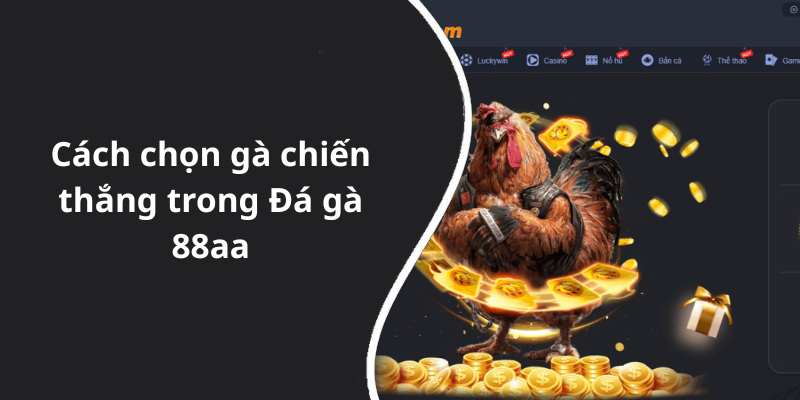 Cách chọn gà chiến thắng trong Đá gà 88aa