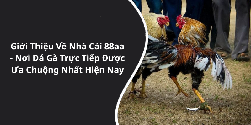 Giới Thiệu Về Nhà Cái 88aa - Nơi Đá Gà Trực Tiếp Được Ưa Chuộng Nhất Hiện Nay