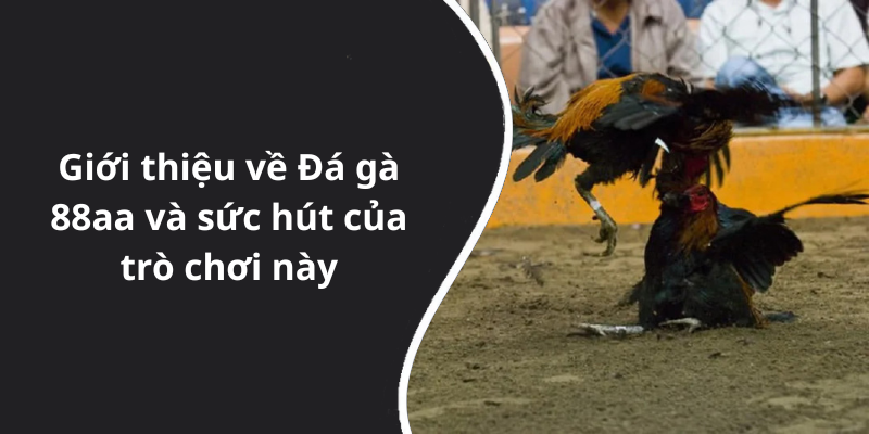 Giới thiệu về Đá gà 88aa và sức hút của trò chơi này