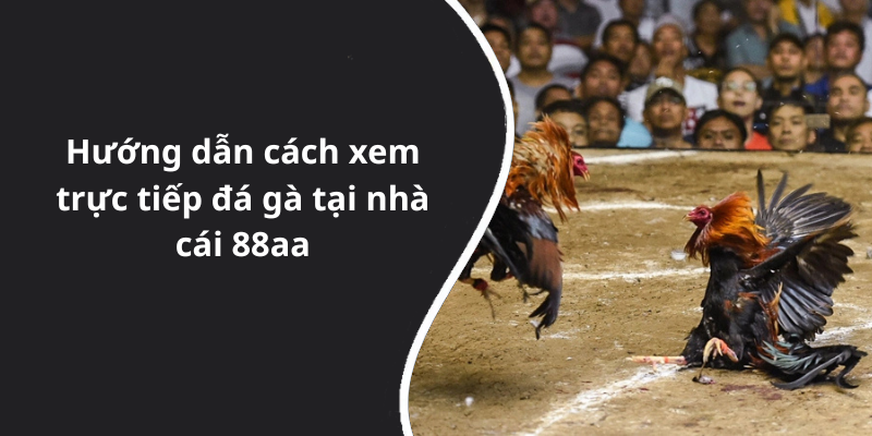 Hướng dẫn cách xem trực tiếp đá gà tại nhà cái 88aa