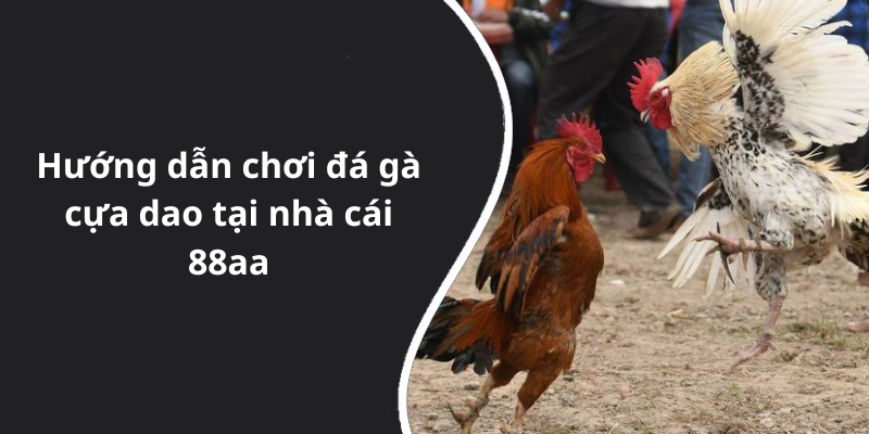 Hướng dẫn chơi đá gà cựa dao tại nhà cái 88aa