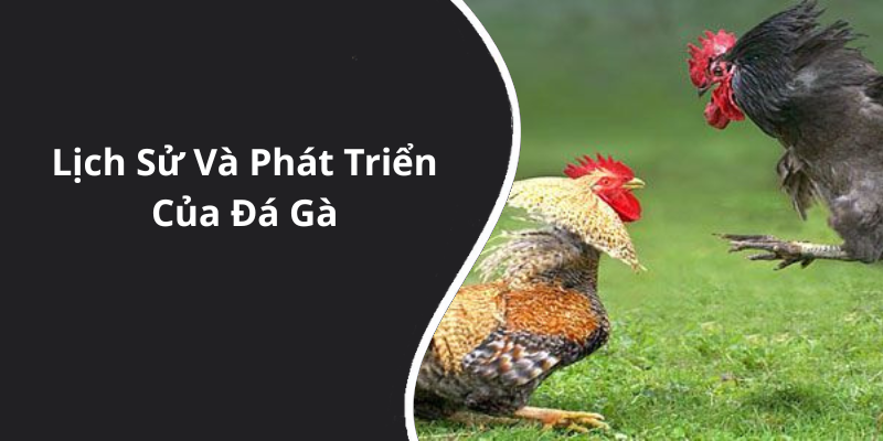 Lịch Sử Và Phát Triển Của Đá Gà
