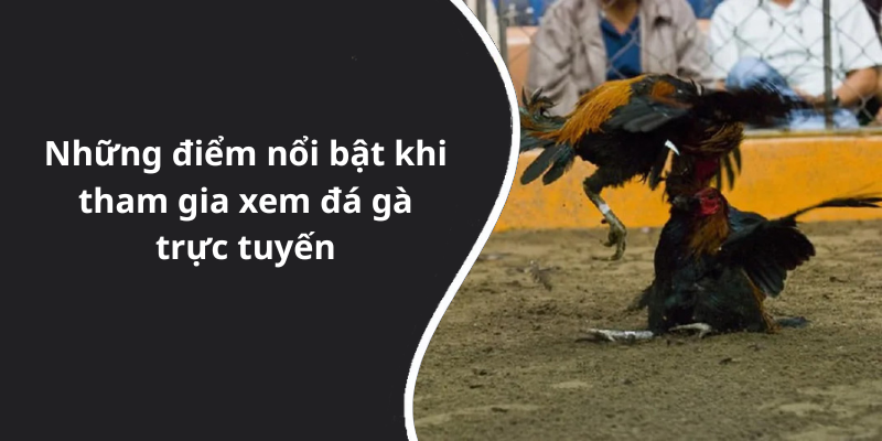 Những điểm nổi bật khi tham gia xem đá gà trực tuyến