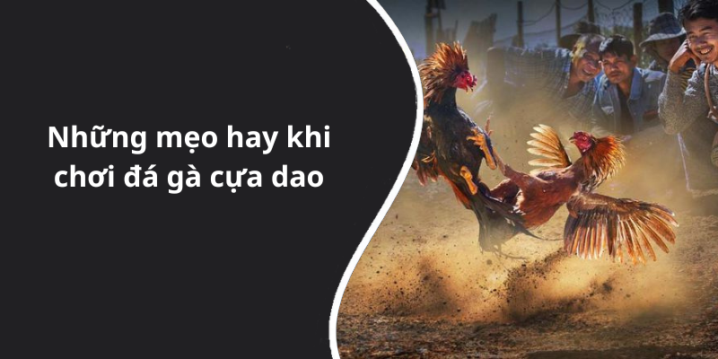 Những mẹo hay khi chơi đá gà cựa dao