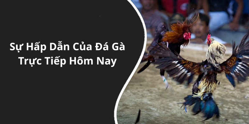 Sự Hấp Dẫn Của Đá Gà Trực Tiếp Hôm Nay