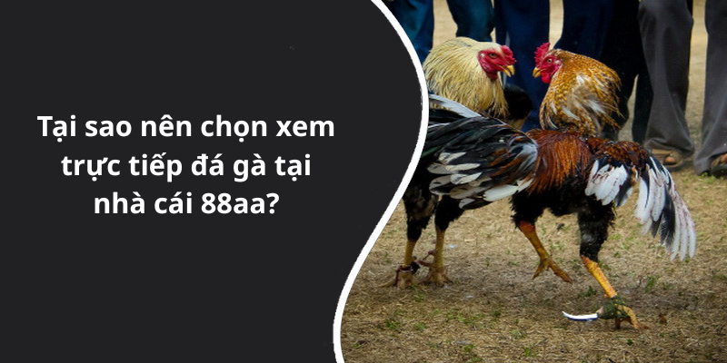 Tại sao nên chọn xem trực tiếp đá gà tại nhà cái 88aa